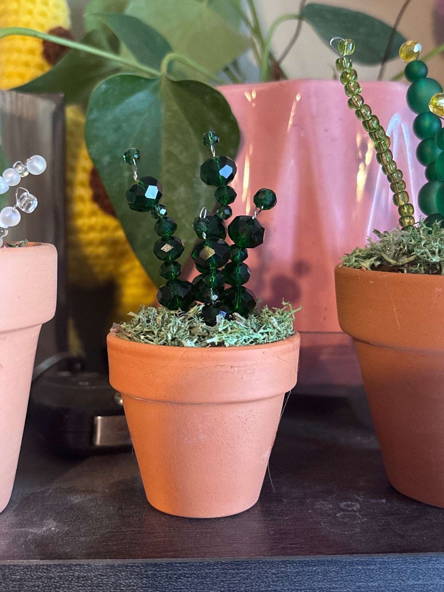 Simply Mini Cacti